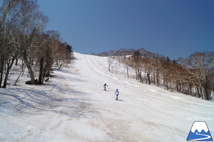 サッポロテイネ 現在積雪 215cm。山麓まで思いっきり滑れます！